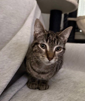 RIO - Domestic Short Hair available for adoption