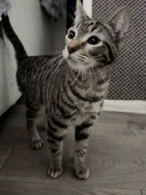 RIO - Domestic Short Hair available for adoption