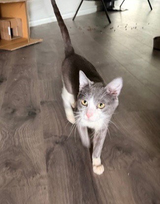 KODA - Domestic Short Hair available for adoption