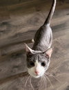 Koda - Photo 3