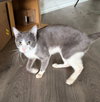Koda - Photo 4