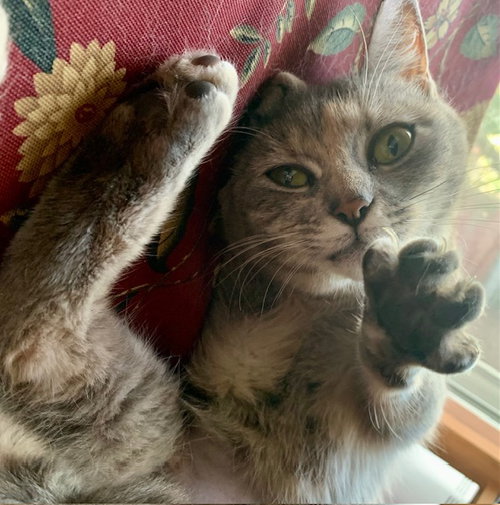 Lady Daisy, Young Tabby, cat for adoption in San Marcos, Texas