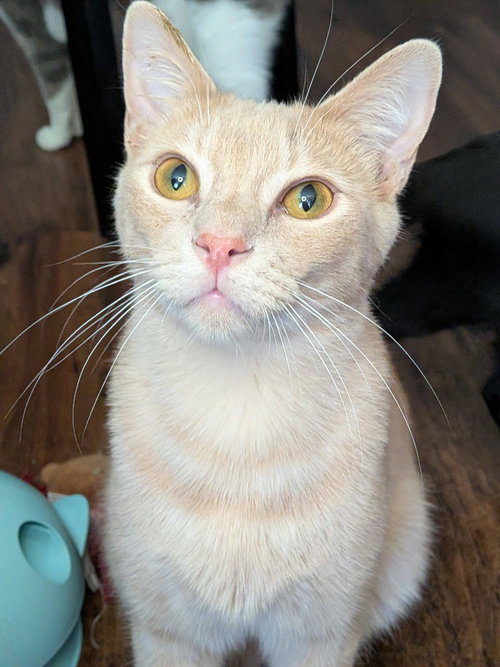 Tishka, an adoptable Tabby in San Antonio, TX