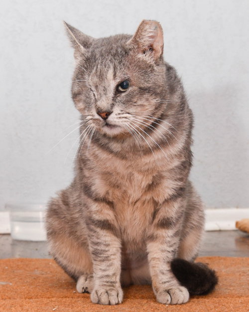 Popeye, Adult Tabby, cat for adoption in San Marcos, Texas