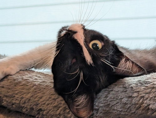 CREEK - Domestic Short Hair available for adoption