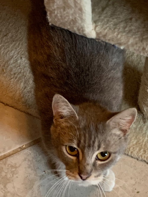 Mama Easter, an adoptable Tabby in San Antonio, TX