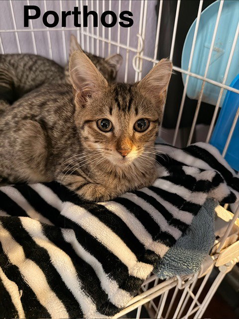 Porthos, an adoptable Tabby in San Antonio, TX