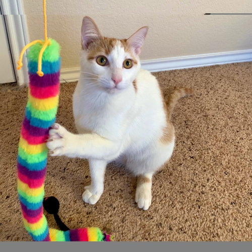 Goldfish, Young Domestic Short Hair / Mixed, cat for adoption in San Marcos, Texas