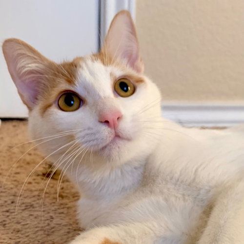 GOLDFISH - Domestic Short Hair available for adoption
