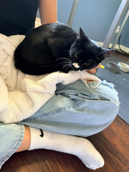 Pongo, an adoptable Tabby in San Antonio, TX