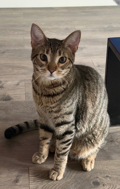 Ziggy, an adoptable Tabby in San Antonio, TX