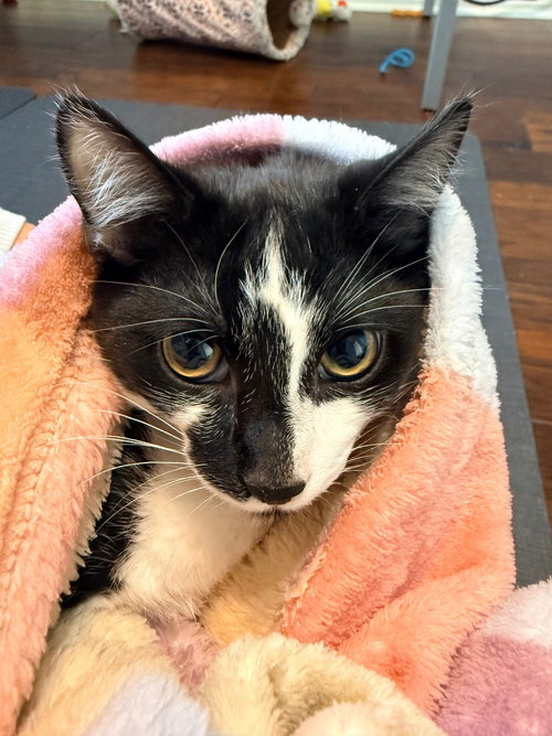 Penguin, an adoptable Domestic Short Hair in San Antonio, TX