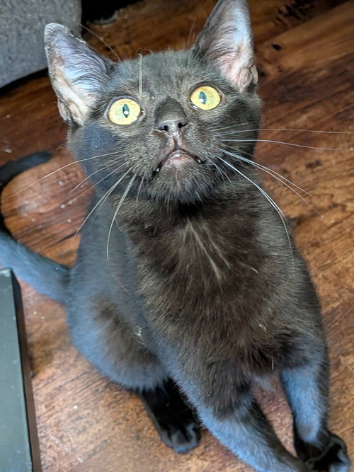 CASHMERE - Domestic Short Hair available for adoption