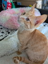 Cotton - Photo 2