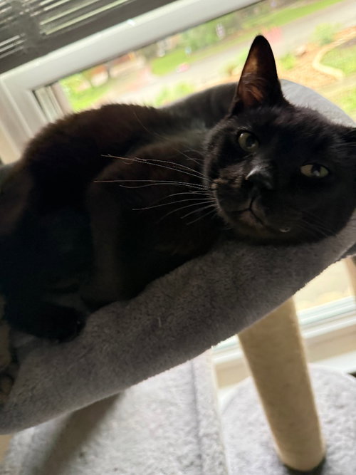 BLACKSON - Tabby available for adoption