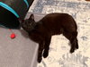 Blackson - Photo 3