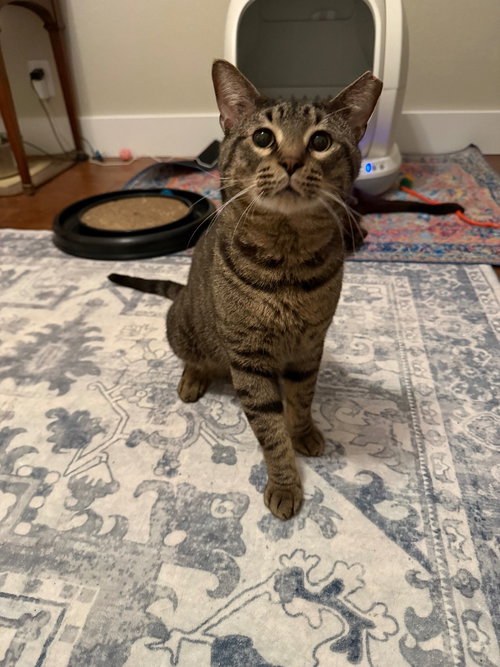 Zaddy, an adoptable Tabby in San Antonio, TX
