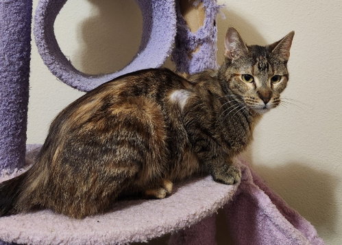 Zuri, Adult Tabby, cat for adoption in San Marcos, Texas