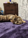Zuri - Photo 2