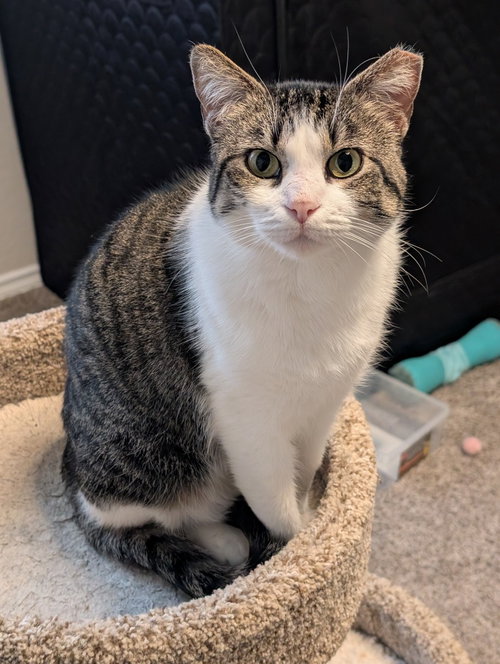 Tori, an adoptable Tabby in San Antonio, TX