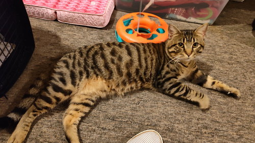 Bradley, an adoptable Tabby in San Antonio, TX