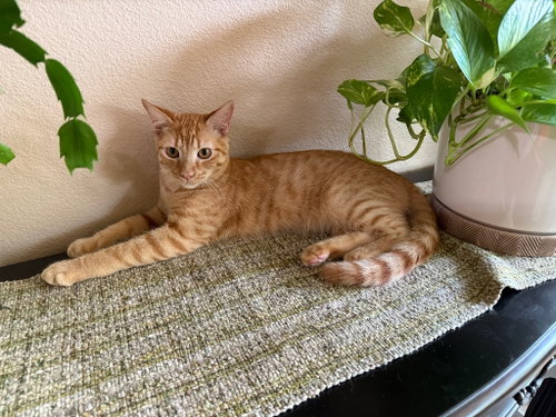 Hawthorn, an adoptable Tabby in San Antonio, TX