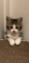 Murphy - Photo 1