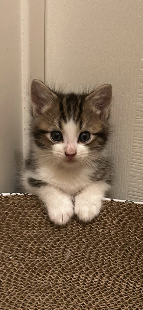 Murphy, an adoptable Tabby in San Antonio, TX