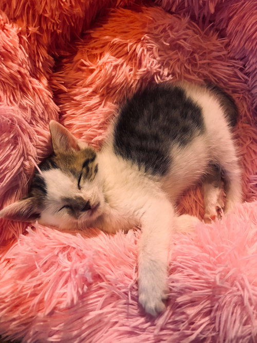 Beans, an adoptable Tabby in San Antonio, TX
