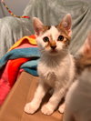 Beans - Photo 1
