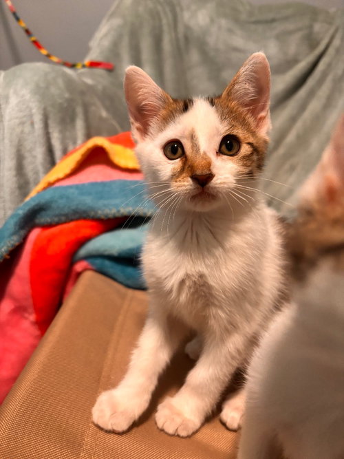 BEANS - Tabby available for adoption