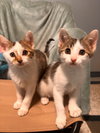 Beans - Photo 2