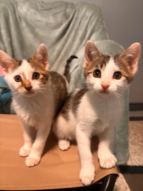 BEANS - Tabby available for adoption