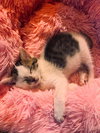 Beans - Photo 3