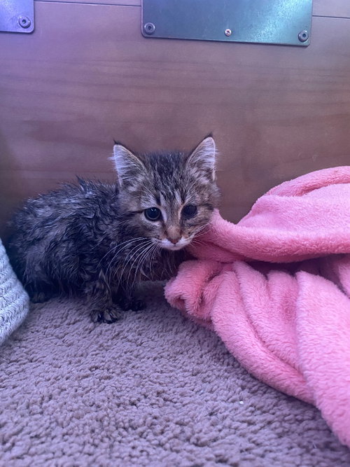 Terry, an adoptable Tabby in San Antonio, TX