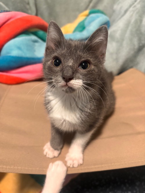 Sunday, an adoptable Domestic Short Hair in San Antonio, TX