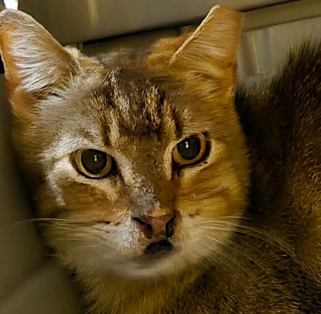 Dulce - Tabby