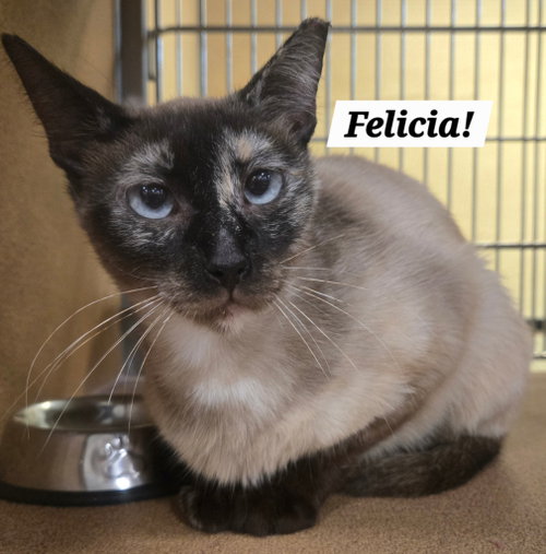 Felicia, an adoptable Siamese in San Antonio, TX