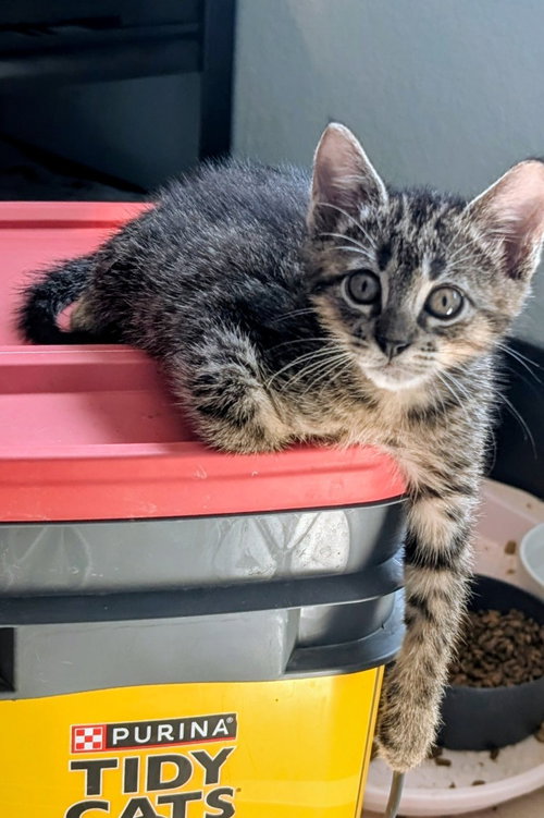 SIDE CAR - Domestic Short Hair available for adoption