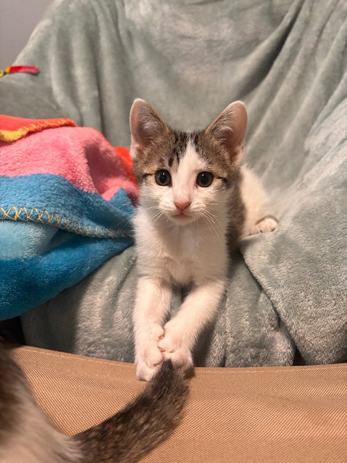 Tiptoe, an adoptable Tabby in San Antonio, TX