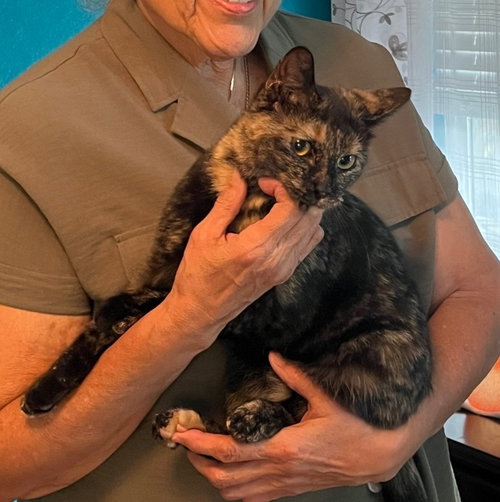Ginger, an adoptable Domestic Short Hair in San Antonio, TX