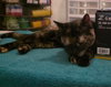 Ginger - Photo 3