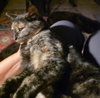 Ginger - Photo 4
