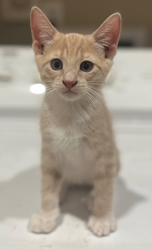Skye, an adoptable Domestic Short Hair in San Antonio, TX