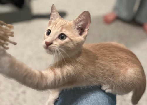 CLOVER - Domestic Short Hair available for adoption
