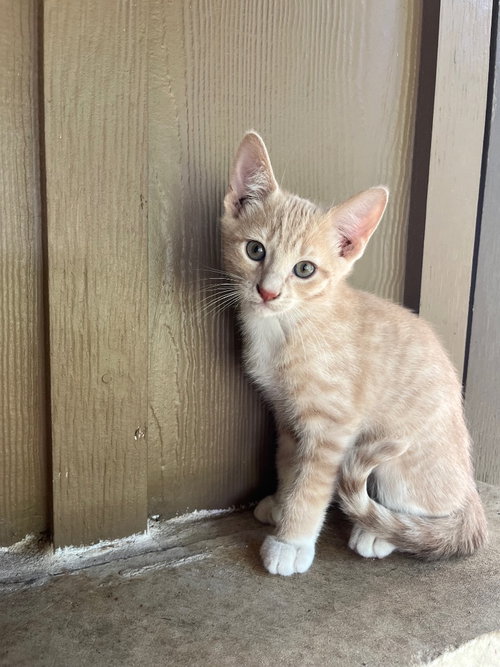 CLOVER - Domestic Short Hair available for adoption