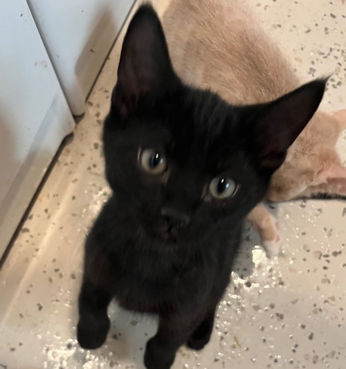 Shadow, an adoptable Domestic Short Hair in San Antonio, TX