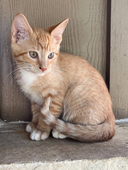 Pumpkin, an adoptable Domestic Short Hair in San Antonio, TX