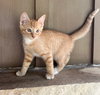 Cheeto - Photo 1