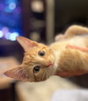 Cheeto - Photo 2